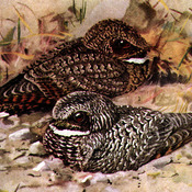 Common Poorwill